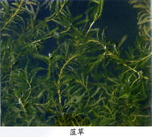 菹草哪里有賣_湖北苦草苗廠家