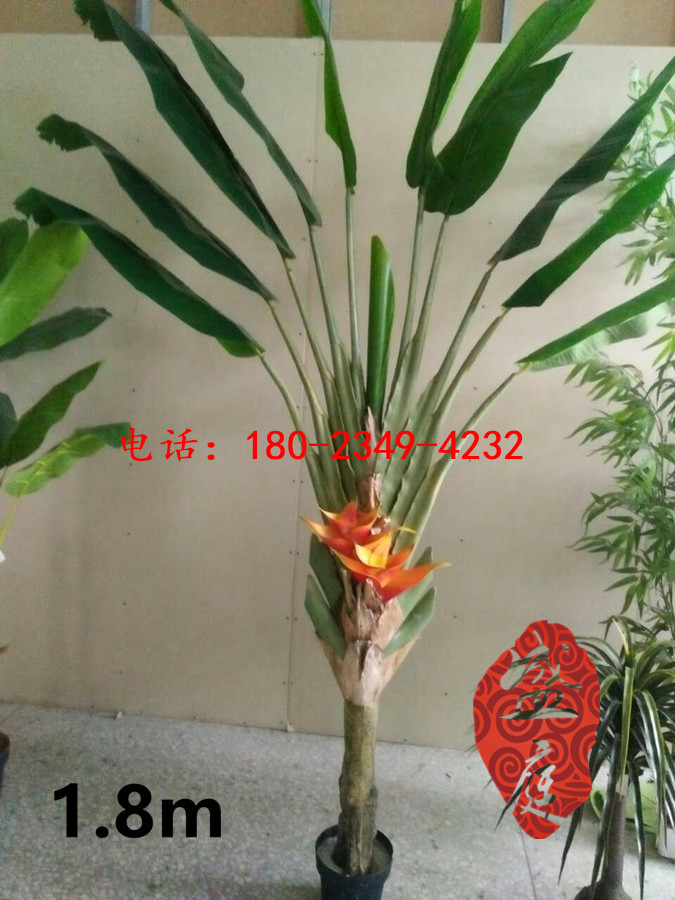 實惠的真芭蕉樹在廣州有售——假楓樹