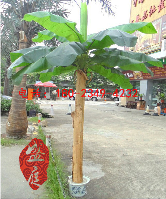 包柱假桃花樹——廣州市盛庭_上等真芭蕉樹供應(yīng)商