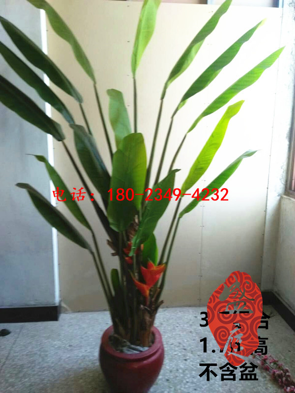 廣州知名廠家為您供應(yīng)優(yōu)惠的真芭蕉樹——假桃花樹