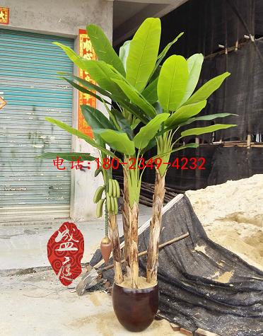 廣州優(yōu)惠的真芭蕉樹哪里可以買到，真蘇鐵