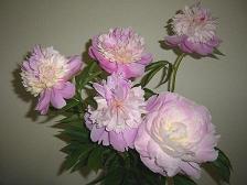 供應氫溴酸東莨菪堿  丁溴東莨菪堿  氫溴酸高烏甲素