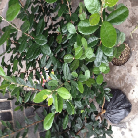菲油果苗厂家