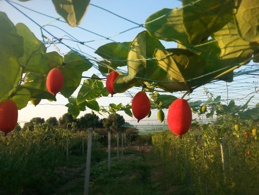 红蜜果种子，红蜜果种子供应商