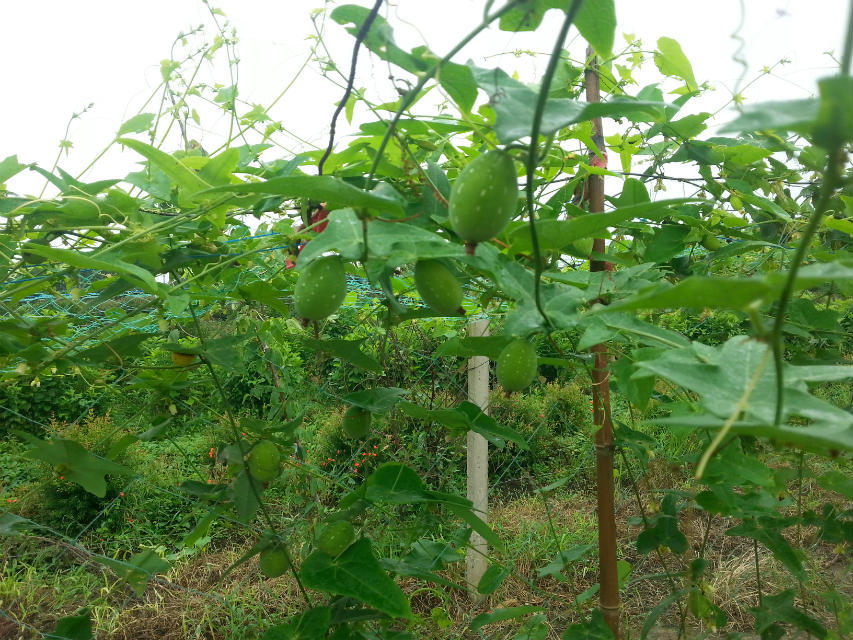 菠蘿葡萄種子，菠蘿葡萄種子供應(yīng)商