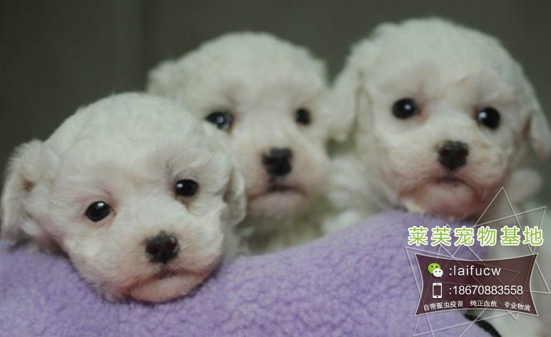 小比熊多少钱一只