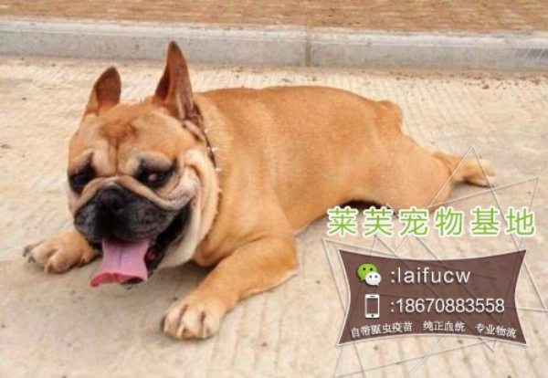 哈士奇寵物狗價(jià)格