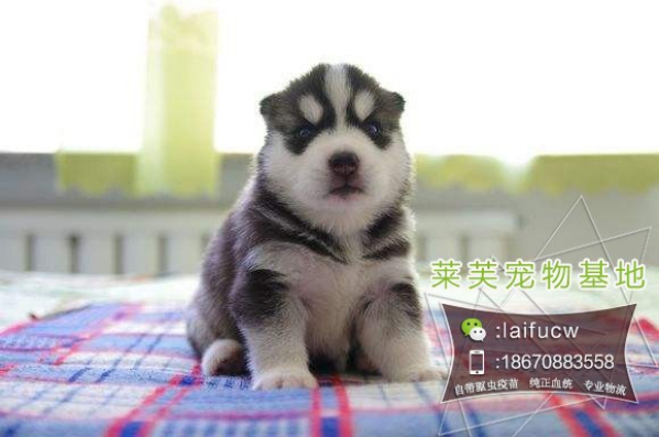 金毛獵犬多少錢一只