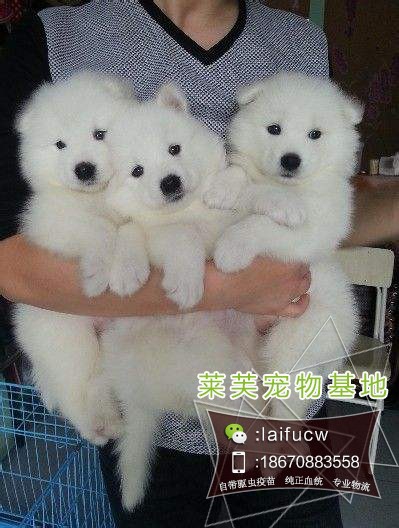 寵物狗價格