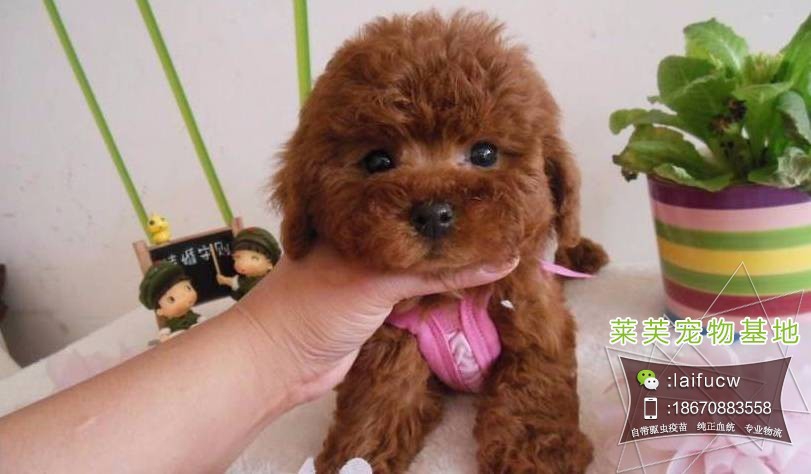 阿拉斯加雪橇犬哪里有賣