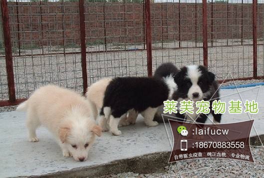 比熊要多少錢一只比熊