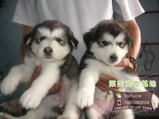 金毛犬多少錢