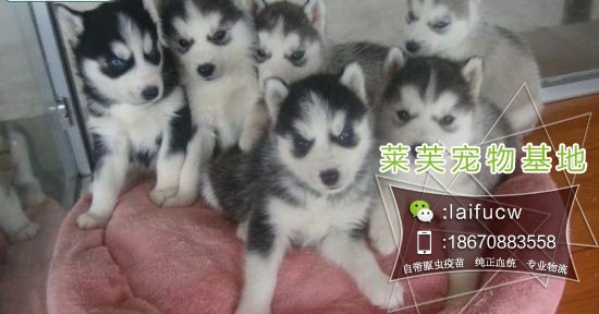 法斗幼犬價(jià)格