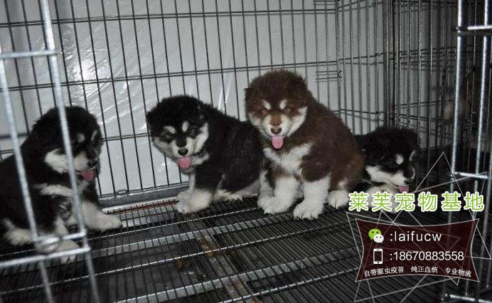 比熊犬多少錢(qián)
