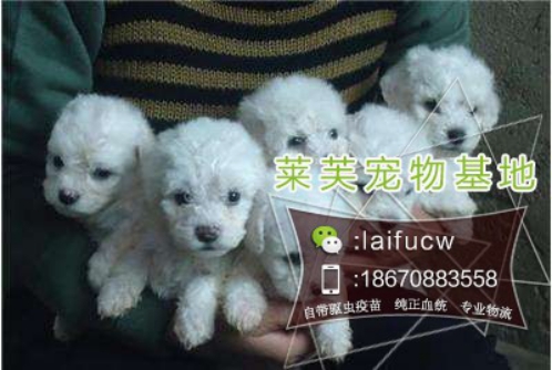 我想買邊牧