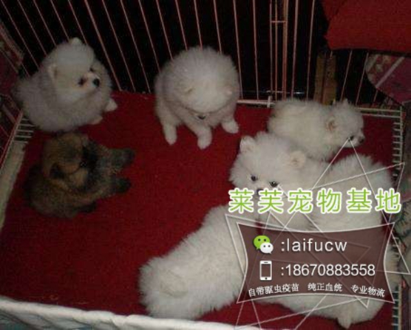 一般博美多少钱