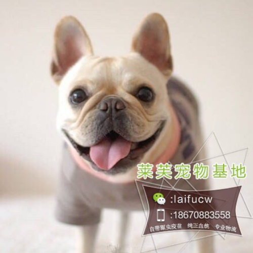 小法斗多少钱