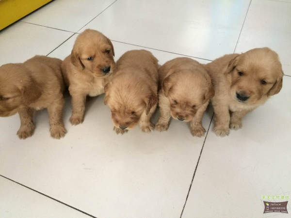 金毛犬报价