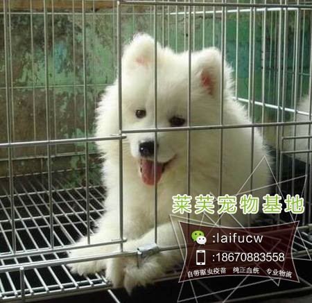 萨摩耶图片多少钱