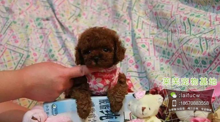 茶杯泰迪出售