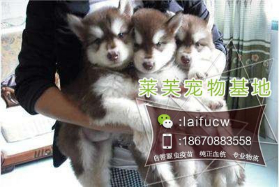 阿拉斯加犬专卖