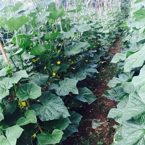 越秀區(qū)送菜公司管理更科學(xué)服務(wù)更好