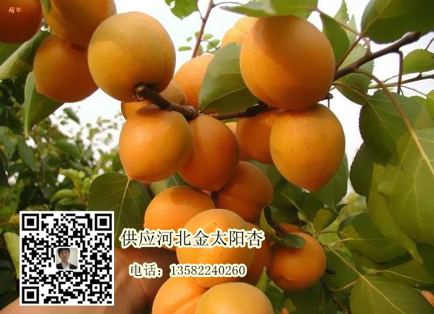 大量供應河北保定桃子 量大質優價格合理