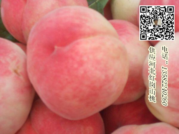大量供應河北保定桃子 量大質優價格合理