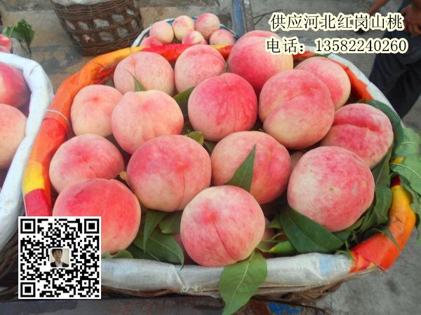 大量供應河北保定桃子 量大質優價格合理