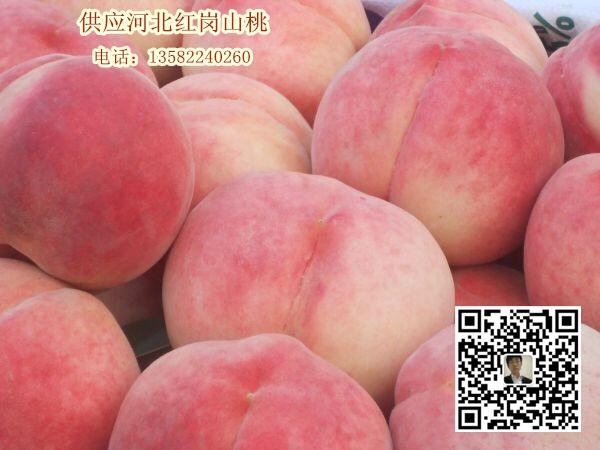大量供應河北保定桃子 量大質優價格合理