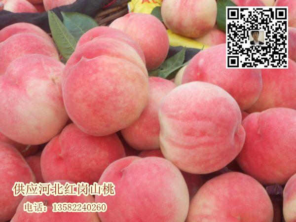 河北保定桃子產(chǎn)地 滿城區(qū)量大質(zhì)優(yōu)