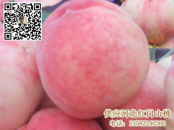 河北保定桃子產(chǎn)地 滿城區(qū)量大質(zhì)優(yōu)