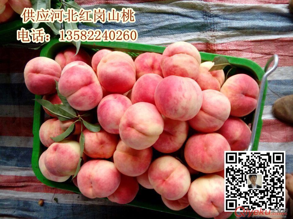 河北保定桃子價格 滿城區量大質優