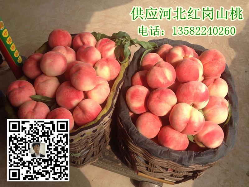 河北保定哪里有桃子 滿城區量大質優