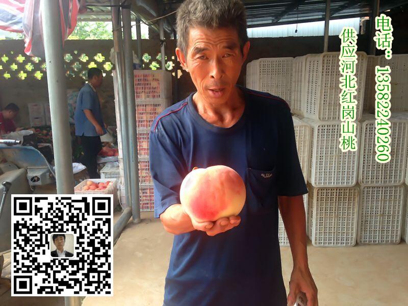 河北保定哪里有桃子 滿城區(qū)量大質(zhì)優(yōu)原始圖片2