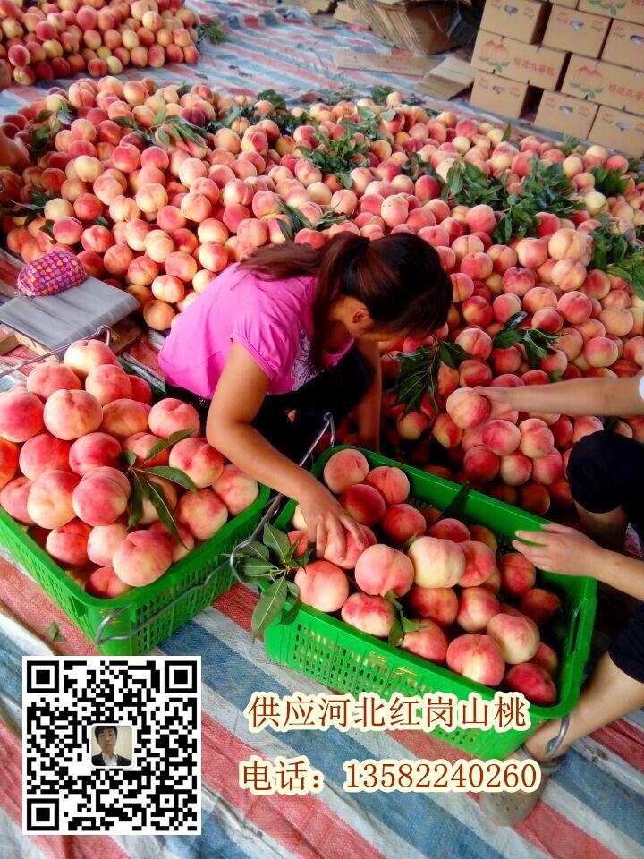 河北保定桃子批發 量大質優價格合理