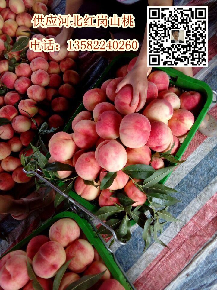 河北保定桃子批發 量大質優價格合理