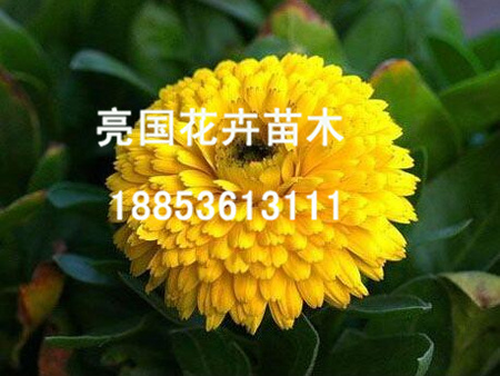 一言不合就特惠！《孔雀草種植基地》《孔雀草供貨商》《德國景天種植基地》@亮國