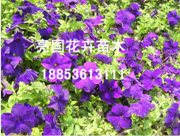 一言不合就特惠！《孔雀草種植基地》《孔雀草供貨商》《德國景天種植基地》@亮國