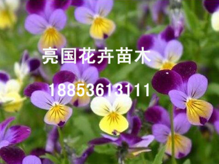 一言不合就特惠！《孔雀草種植基地》《孔雀草供貨商》《德國景天種植基地》@亮國