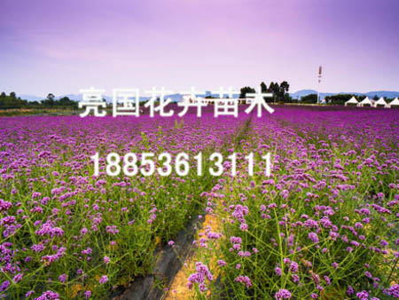 亮國花卉苗木劃算的草花供應，青州孔雀草供貨商