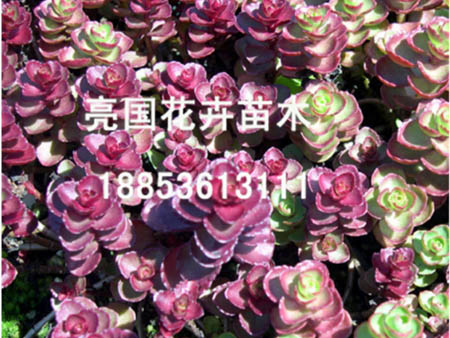 【CALL ME!】亮國(guó)@@美人蕉供貨商、香彩雀批發(fā)商、馬蘭花種植基地