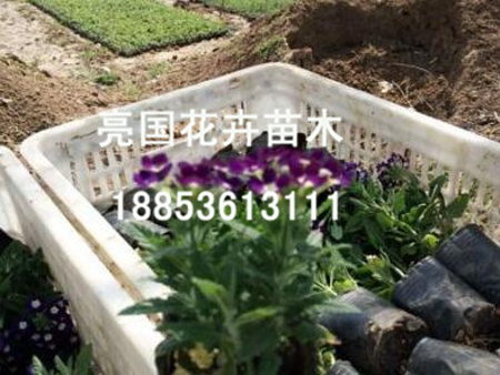 【CALL ME!】亮國(guó)@@美人蕉供貨商、香彩雀批發(fā)商、馬蘭花種植基地
