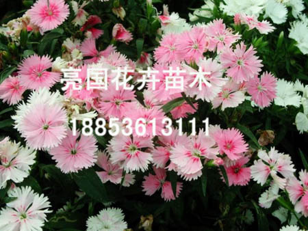 【此消息長期有效！】青州矮牽牛批發++青州牽牛基地++青州矮牽牛供應商