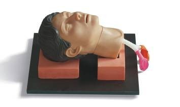 環(huán)甲膜穿刺和切開訓(xùn)練仿zheng模型