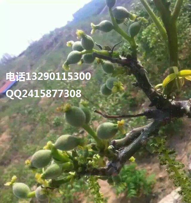 山東核桃苗基地，核桃苗栽植選擇什么規(guī)格的苗子種植最合適