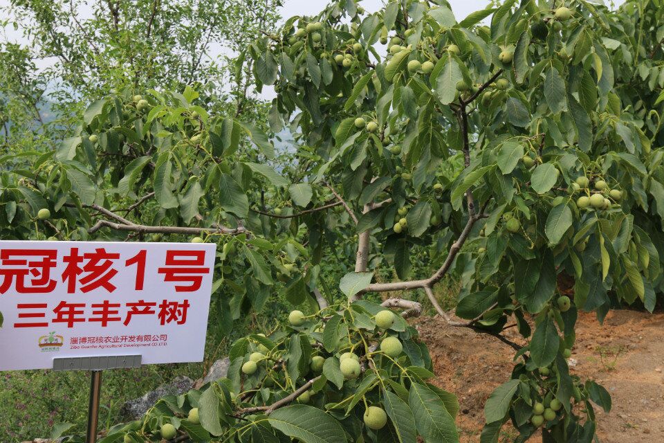 2000多亩核桃苗，嫁接苗批发基地