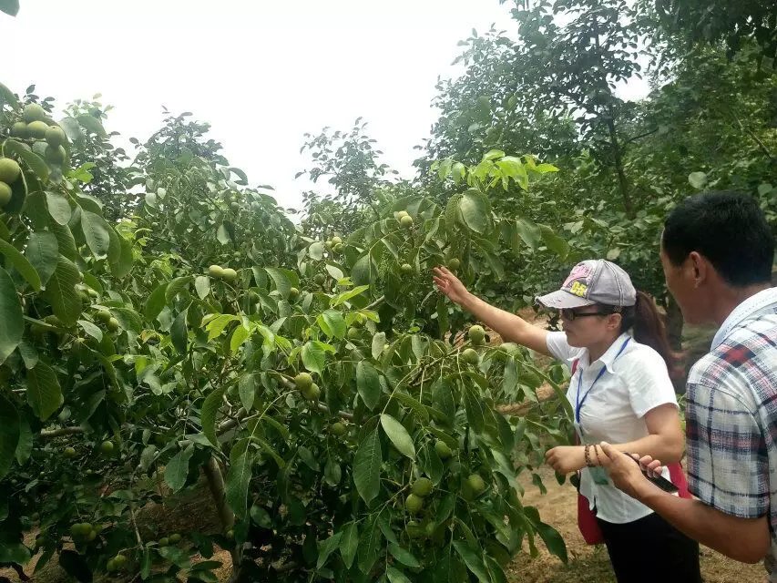 山东核桃苗基地，核桃苗栽植选择什么规格的苗子种植最合适