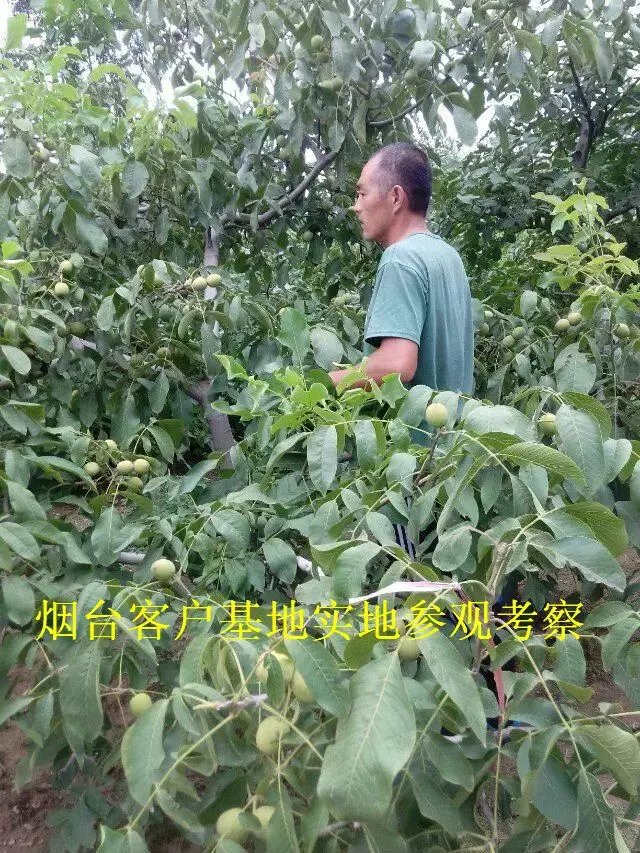 山东核桃苗基地，核桃苗栽植选择什么规格的苗子种植最合适