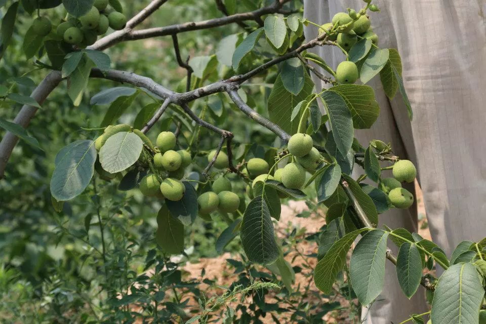 核桃苗多少钱一棵？不会种植没有销路？